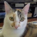 Foto del profilo di Carmelito